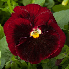 Pansy Majestic Giants II Red w/blotch PRIMAX