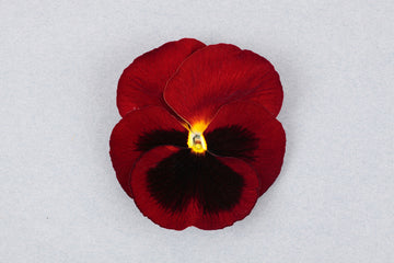 Pansy Majestic Giants II Rose w/blotch PRIMAX
