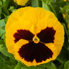 Pansy Majestic Giants II Yellow w/blotch PRIMAX