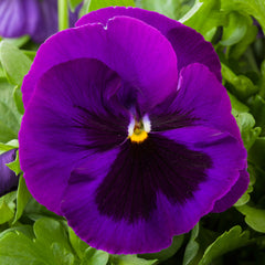 Pansy Majestic Giants II Purple w/blotch PRIMAX
