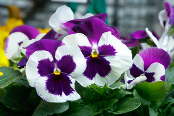 Pansy Majestic Giants II Blue & White PRIMAX