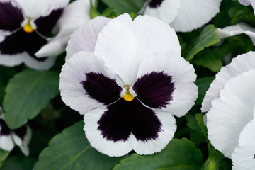 Pansy Majestic Giants II White w/blotch PRIMAX