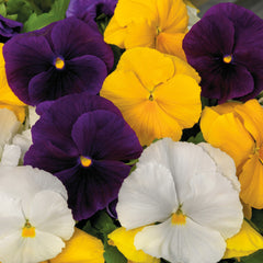 Pansy Majestic Giants II Clear Mix PRIMAX