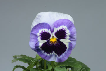 Pansy Majestic Giants II Marina PRIMAX