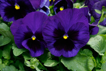 Pansy Majestic Giants II Deep Blue w/Blotch PRIMAX