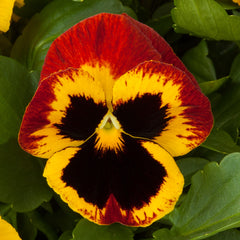 Pansy Majestic Giants II Fire PRIMAX