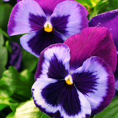 Pansy Majestic Giants II Blue Jeans PRIMAX