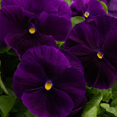 Pansy Majestic Giants II Clear Purple PRIMAX