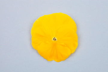Pansy Majestic Giants II Clear Yellow PRIMAX