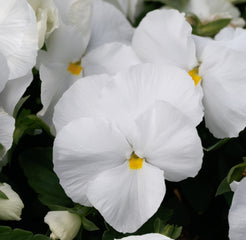 Pansy Majestic Giants II Clear White PRIMAX