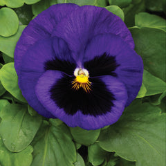 Pansy Mammoth  Blue-ti-ful Primed