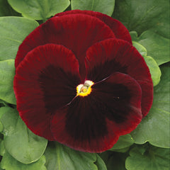 Pansy Mammoth Big Red Primed