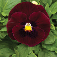 Pansy Mammoth Rocky Rose Primed