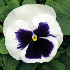 Pansy Mammoth  Glamarama White Primed