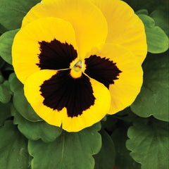 Pansy Mammoth Queen Yellow Bee  Primed