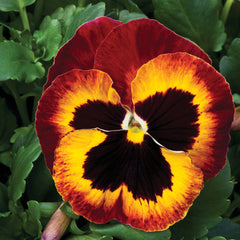 Pansy Mammoth  On Fire