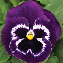 Pansy Mammoth  Viva La Violet  Primed