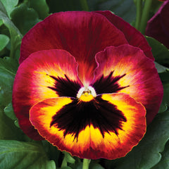 Pansy Mammoth  Sangria Punch Primed
