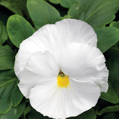 Pansy Mammoth  White Hot