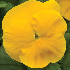 Pansy Mammoth  Prima Yellorina  Primed