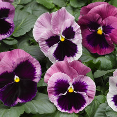 Pansy Mammoth  Pink Berry Primed
