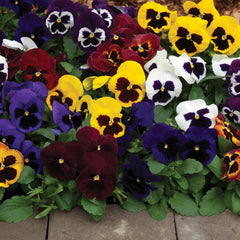 Pansy Mammoth  Blotched Mix Primed