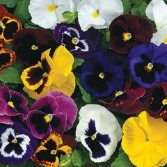 Pansy Mammoth Formula Mix  Primed