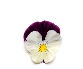 Pansy Cool Wave Violet Wing Primed