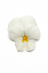 Pansy Cool Wave White Primed