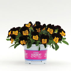 Pansy Cool Wave Red Wing Primed