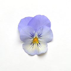 Pansy Cool Wave Frost Primed