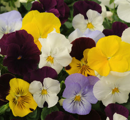 Pansy Cool Wave Mix Primed
