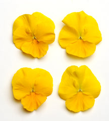 Pansy Cool Wave Golden Yellow Primed