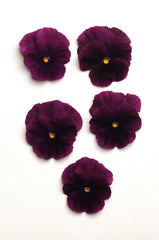 Pansy Cool Wave Purple Primed