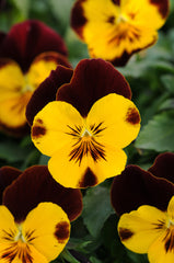 Pansy Cool Wave Sunshine 'N' Wine Primed