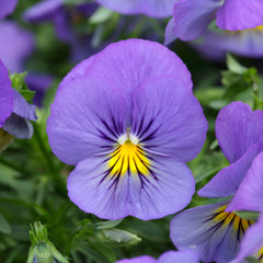 Pansy Cool Wave Blue Skies Primed