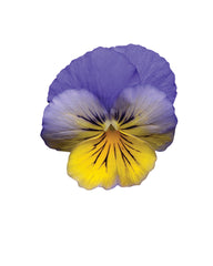Pansy Cool Wave Morpho Primed