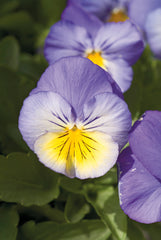 Pansy Ultima Morpho PRIMAX