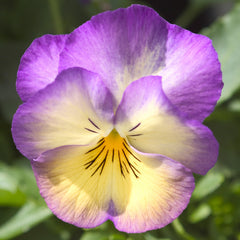 Pansy Ultima Radience Deep Blue PRIMAX