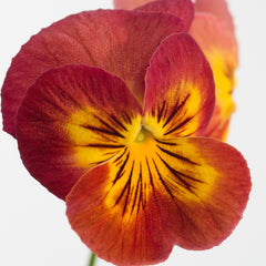 Pansy Ultima Radiance Red PRIMAX