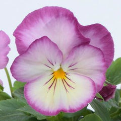 Pansy Ultima Radiance Pink PRIMAX
