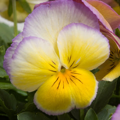 Pansy Ultima Radiance Lilac PRIMAX