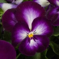 Pansy Ultima Radiance Violet PRIMAX