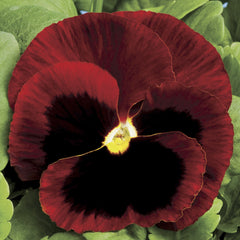 Pansy Colossus Red w/blotch