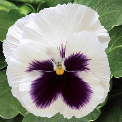 Pansy Colossus White w/blotch