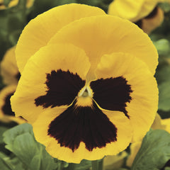 Pansy Colossus Yellow w/Blotch