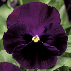 Pansy Colossus Purple w/blotch