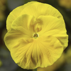Pansy Colossus Yellow