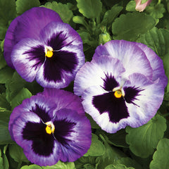 Pansy Colossus Lavender Medley