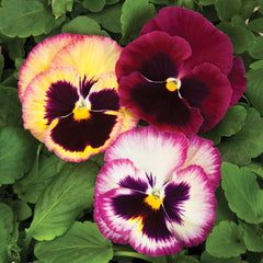 Pansy Colossus Rose Medley